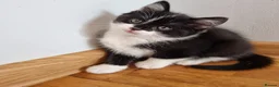 Mixed Breed cats for sale: 5 Beautiful Kittens For Sale!!!!! - Advert 15
