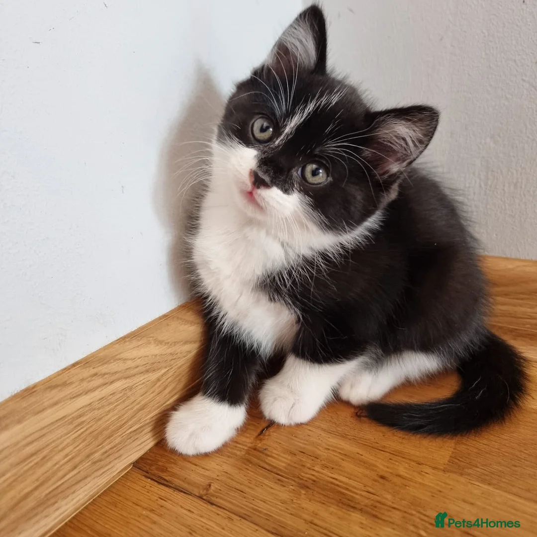 Mixed Breed cats for sale: 1 Beautiful Kitten left Only £50 !!!!! - Advert 13