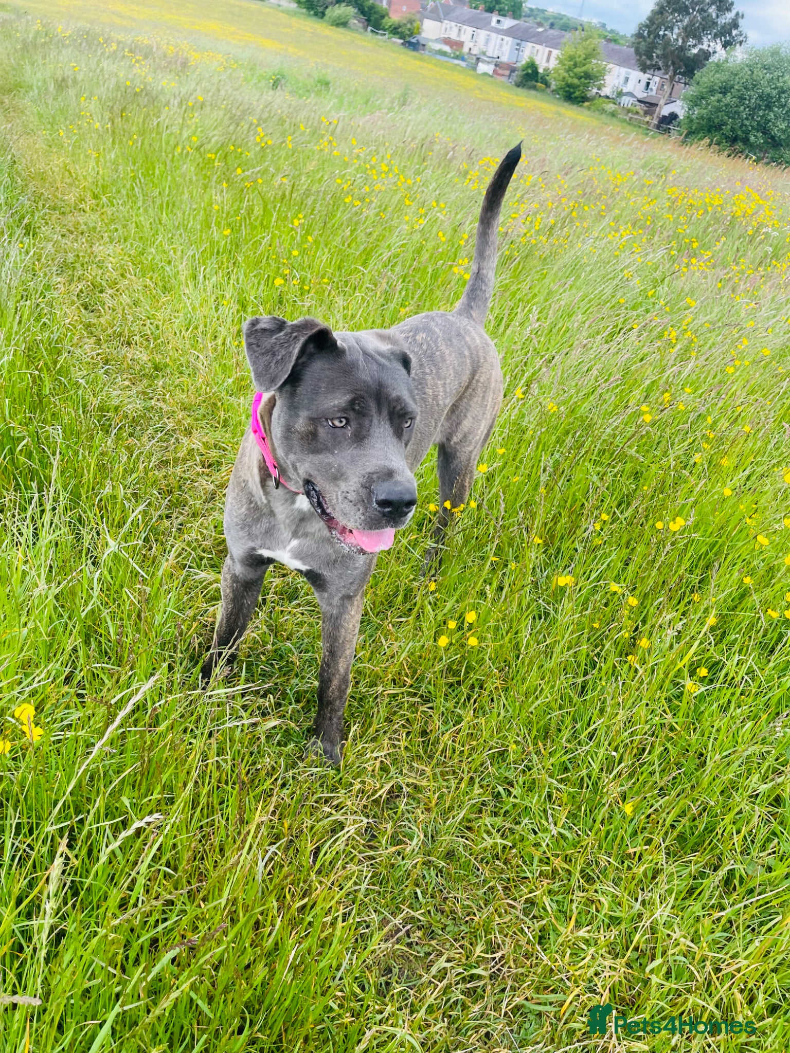 Cane Corso dogs Luna  - Advert 2