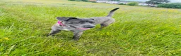 Cane Corso dogs for sale: Luna  - Advert 1