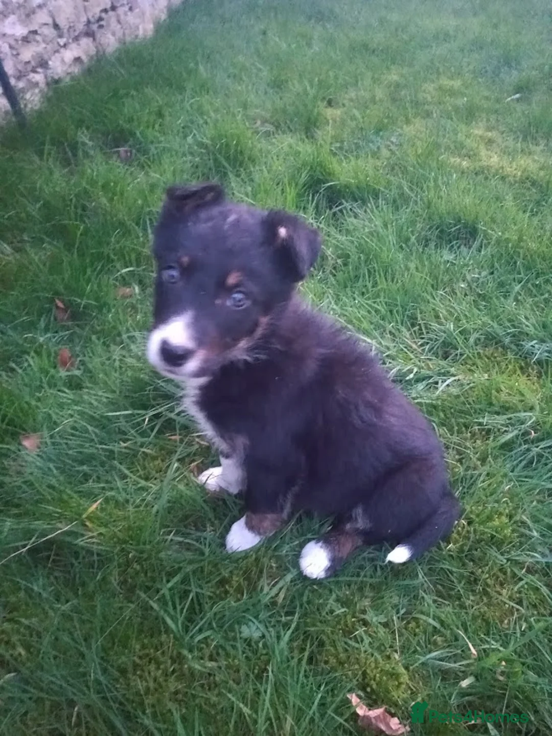 Border Collie dogs for sale: Gorgeous Border Collie Puppies - Ready Now in Knighton - Advert 10