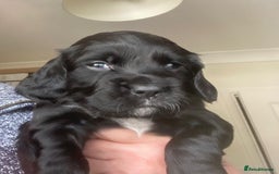 Sprocker dogs for sale: Working Sprocker Pups   - Image 3