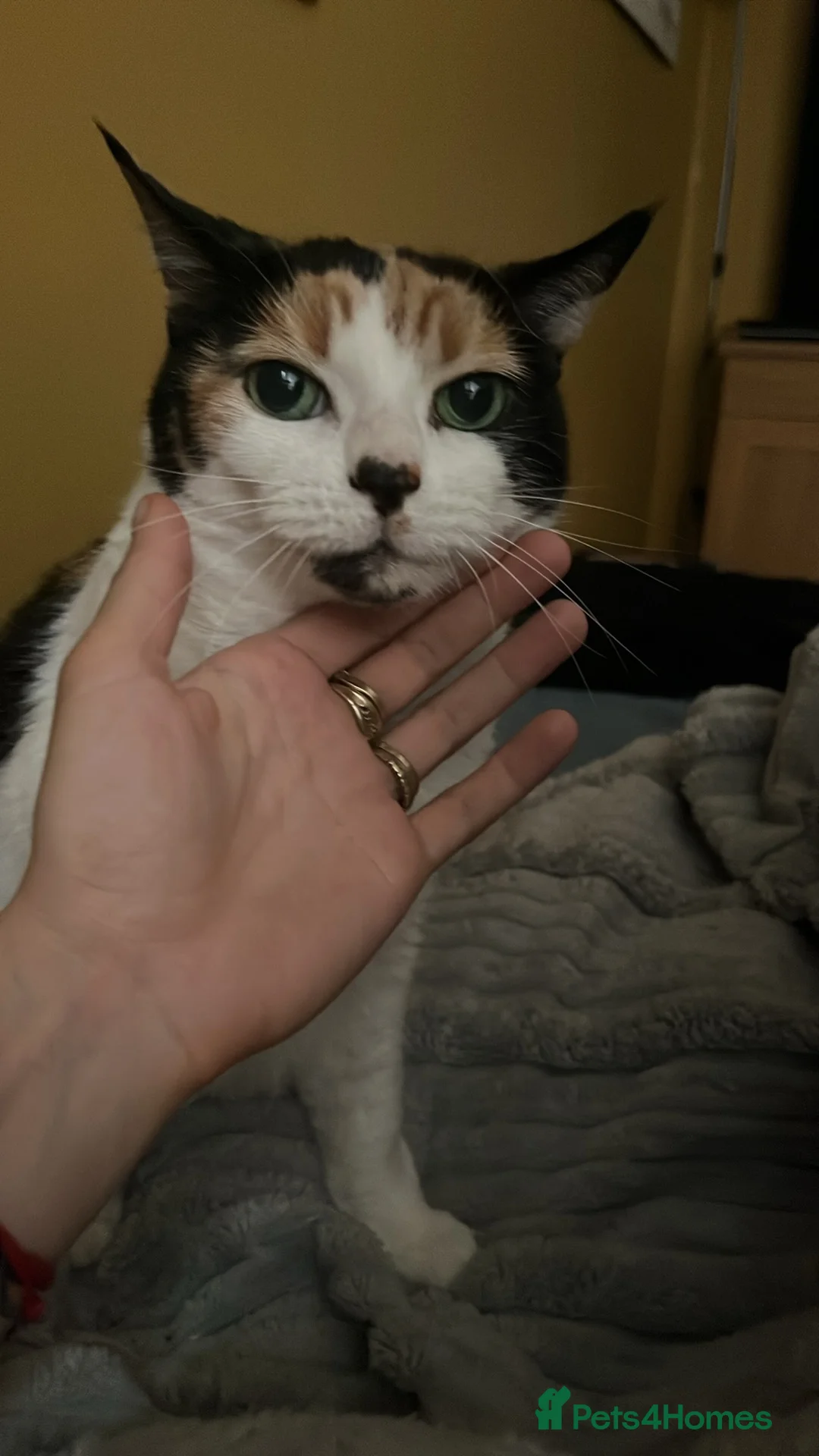 Mixed Breed cats for sale: Tosia in Peterborough - Advert 3