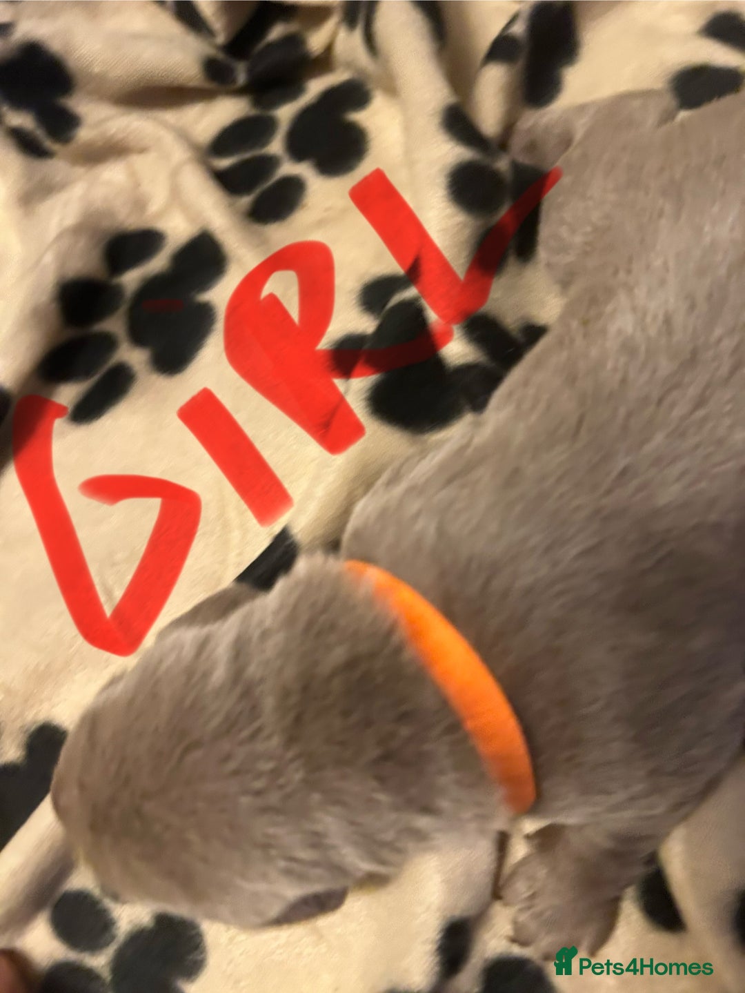 Labrador Retriever dogs for sale:  Silver Labrador retriver - Advert 8