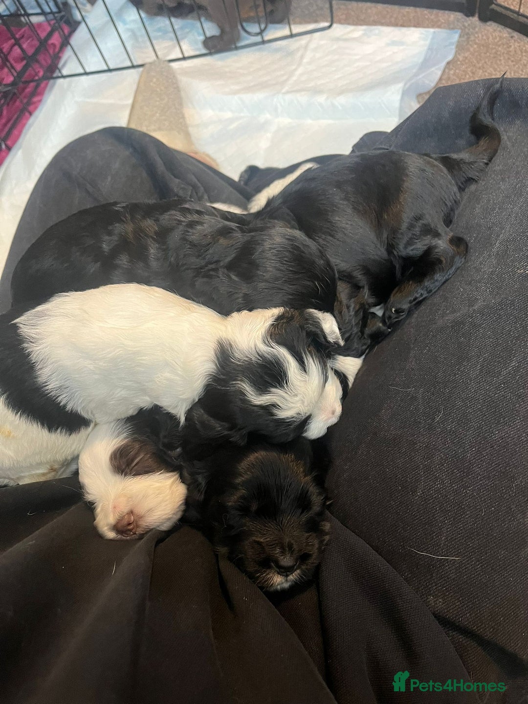 Sprocker dogs for sale: The Best of Both Worlds: Laid-Back & Brainy  - Advert 15