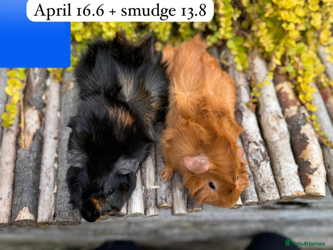 Guinea Pig rodents for sale: Beautiful baby male guinea pigs ready now and soon - Image 3