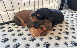 Cocker Spaniel dogs for sale: Working cocker spaniels - Image 8