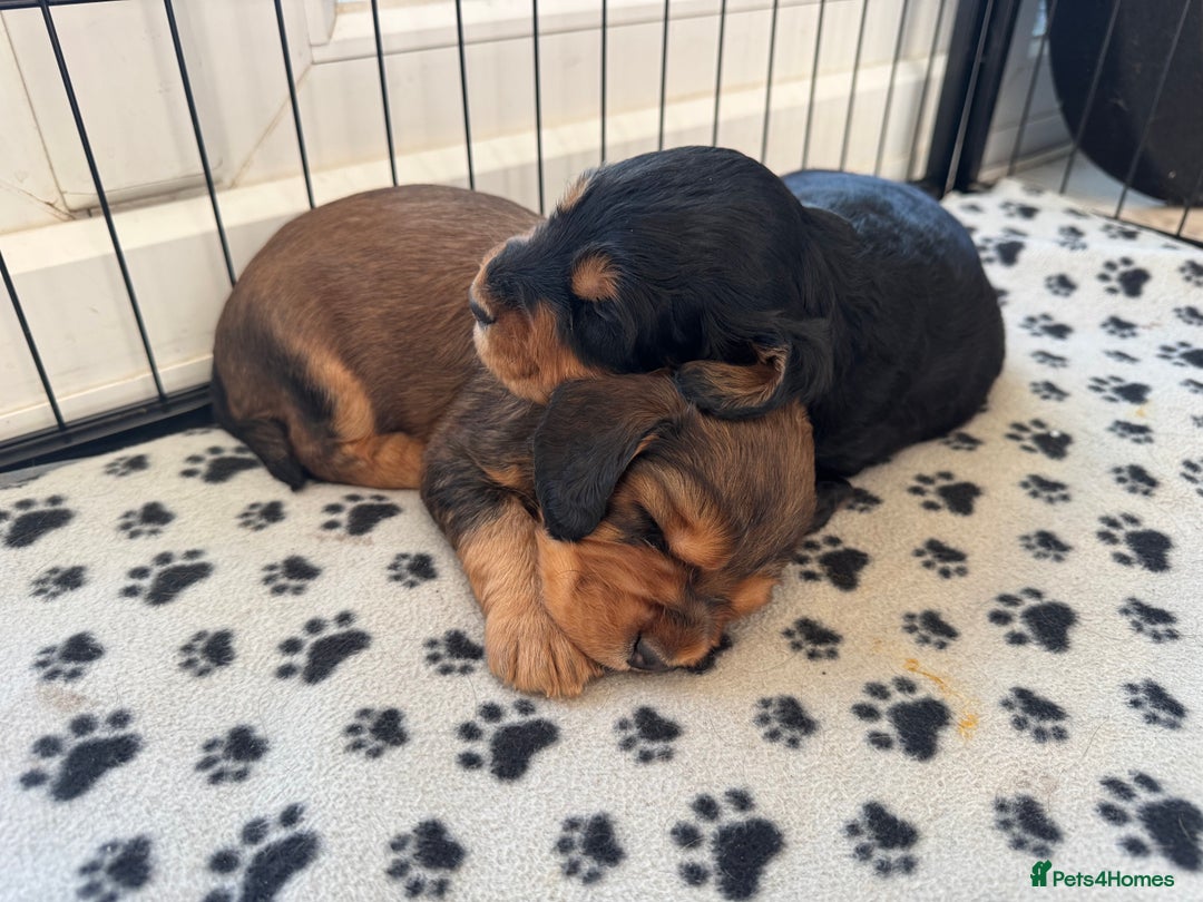 Cocker Spaniel dogs for sale: Working cocker spaniels - Image 8