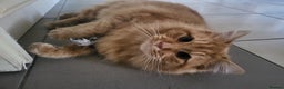 Mixed Breed cats for sale: Male Long haired ginger cat - Advert 10