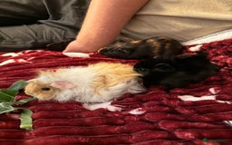 Guinea Pig rodents for sale: Lottie Girl Guinea pig.  - Image 3