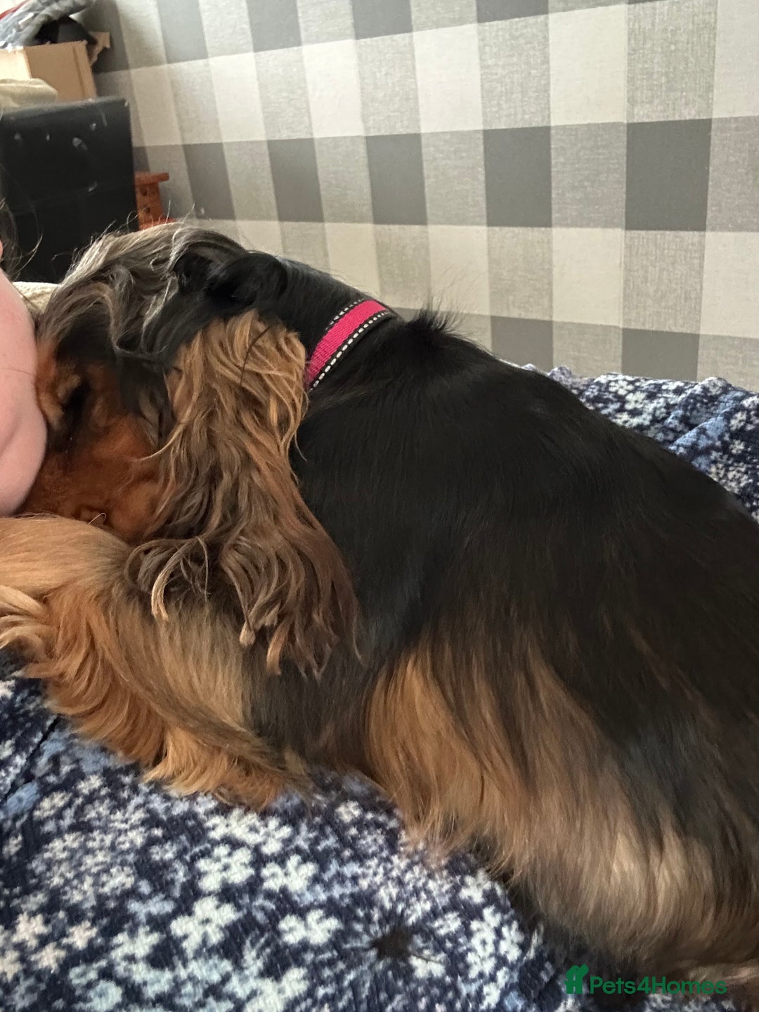 Cocker Spaniel dogs for sale: Looking to rehome our beautiful cocker spaniel  - Image 7