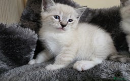 Ragdoll cats for sale: Ragdoll Cross kittens  - Image 11