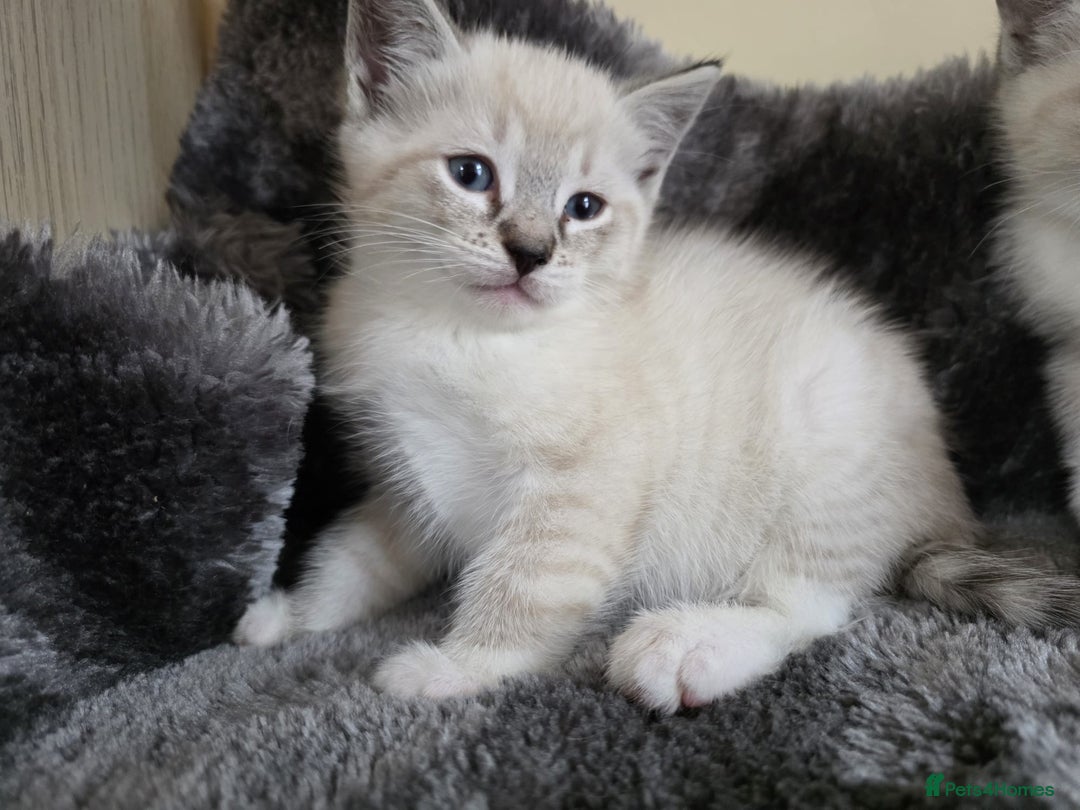 Ragdoll cats for sale: Ragdoll Cross kittens  - Image 11