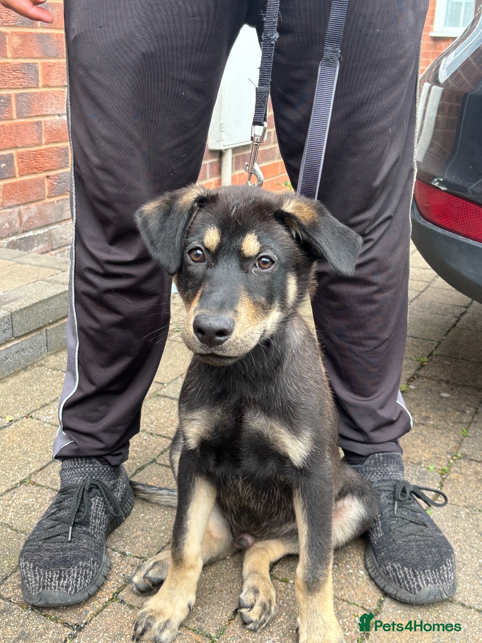 German Shepherd dogs Last German Shepherd Pup! - Advert 5