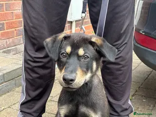 German Shepherd dogs German shepherd puppy, open to offers! - Advert 1