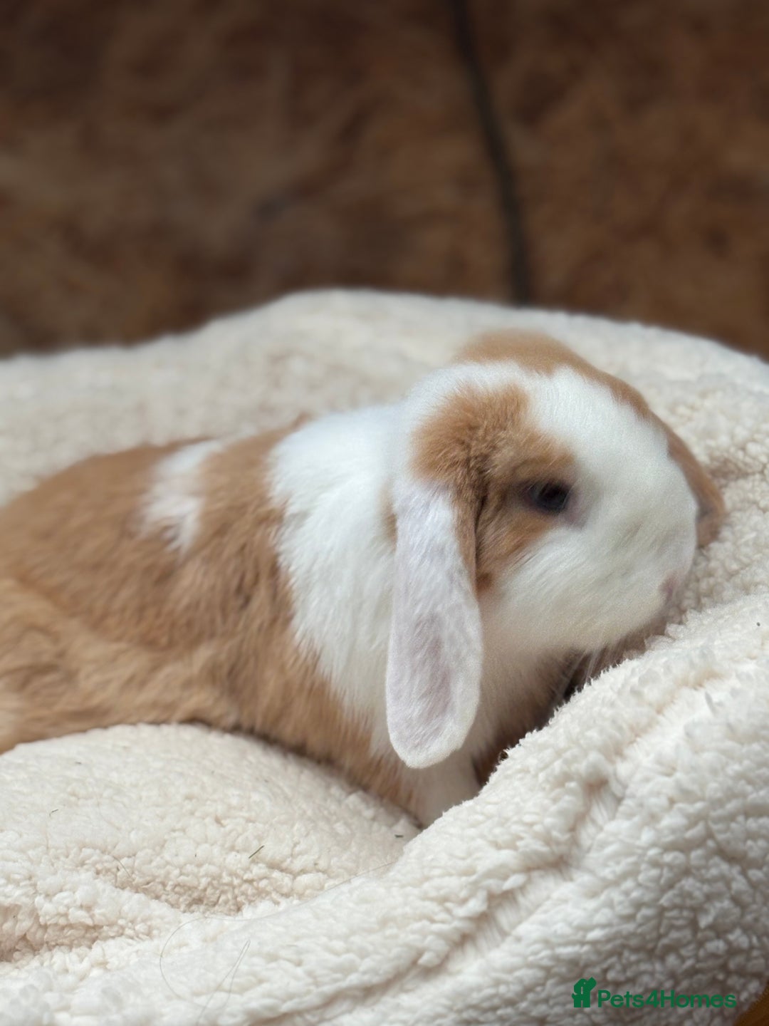 Mini Lop rabbits for sale: Stunning friendly boy, showline mini lop - Image 7