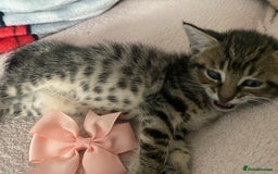 Mixed Breed cats for sale: Kittens Nottingham  - Image 4