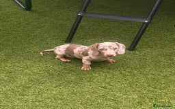 Miniature Dachshund dogs for sale: Miniature Dachshund (Bitch) - Image 6