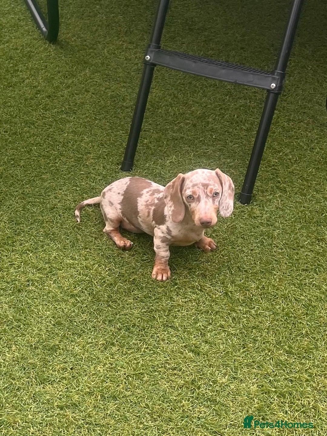 Miniature Dachshund dogs for sale: Miniature Dachshund (Bitch) - Image 6