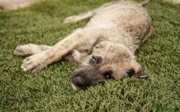 Irish Wolfhound dogs for sale: Irish Wolfhound Puppies For Sale - IKC Registered  - Image 4