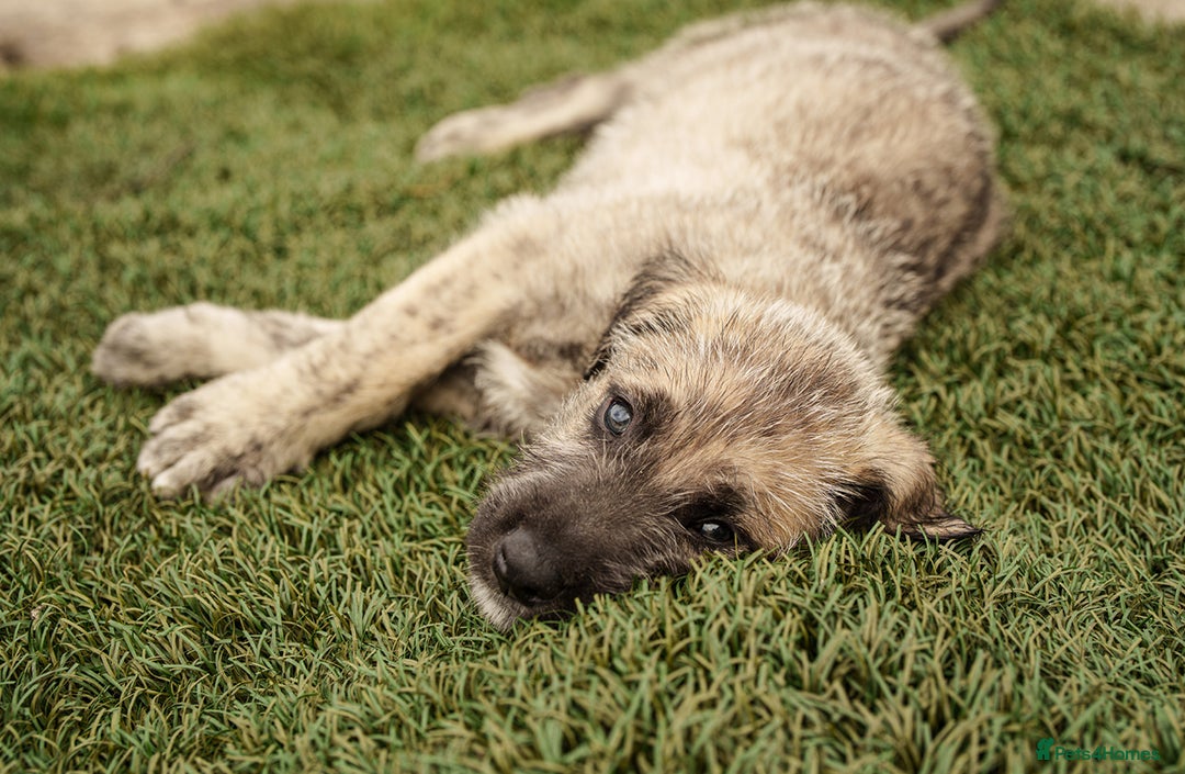 Irish Wolfhound dogs for sale: Irish Wolfhound Puppies For Sale - IKC Registered  - Image 4