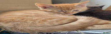 Maine Coon 5
