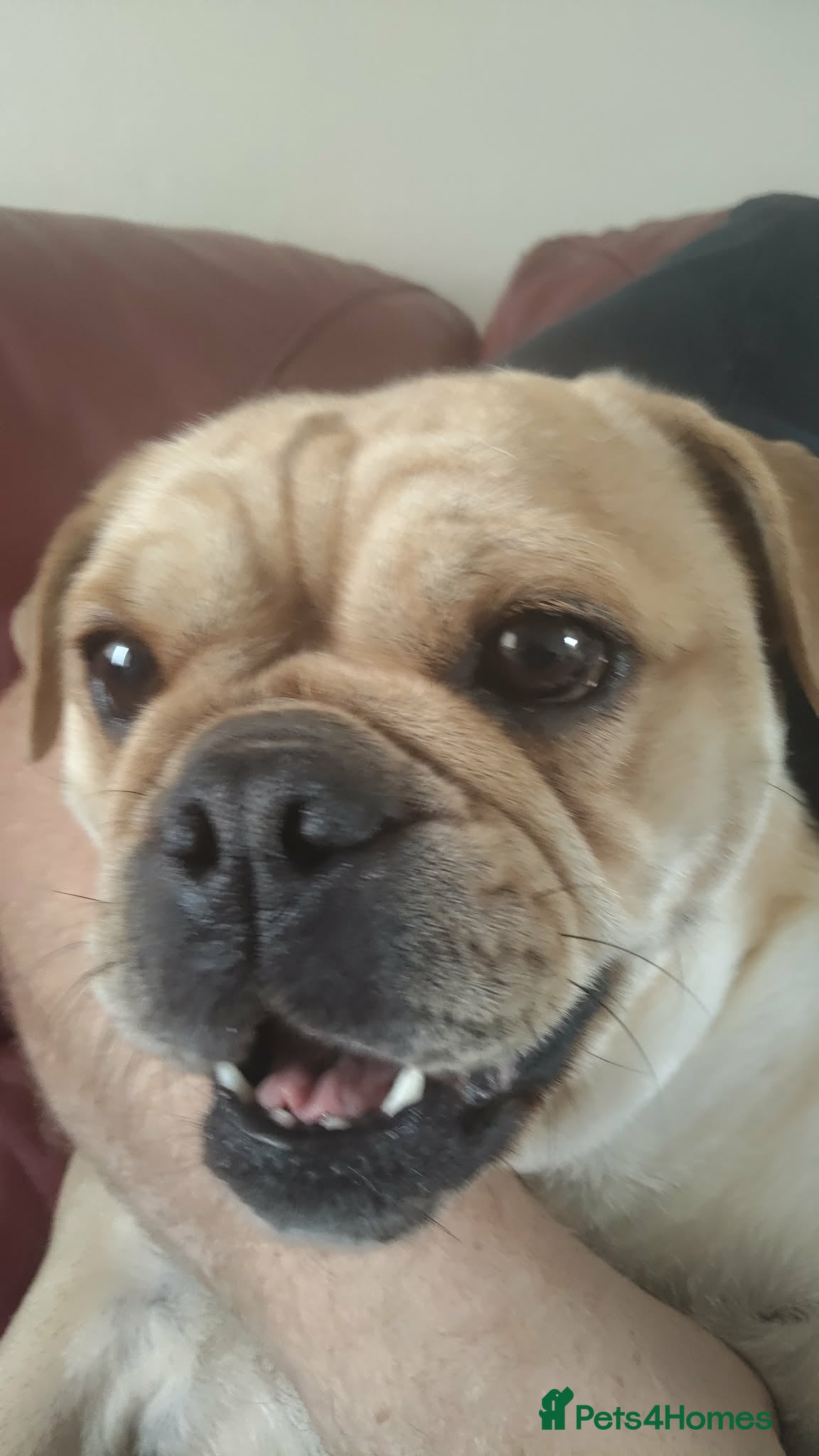 Mixed Breed dogs Pug mix  in Warrington - Advert 3