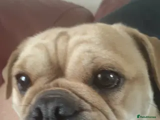 Mixed Breed dogs Pug mix in Warrington - Advert 3