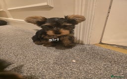 Yorkshire Terrier dogs for sale: Small puppies  - Image 4