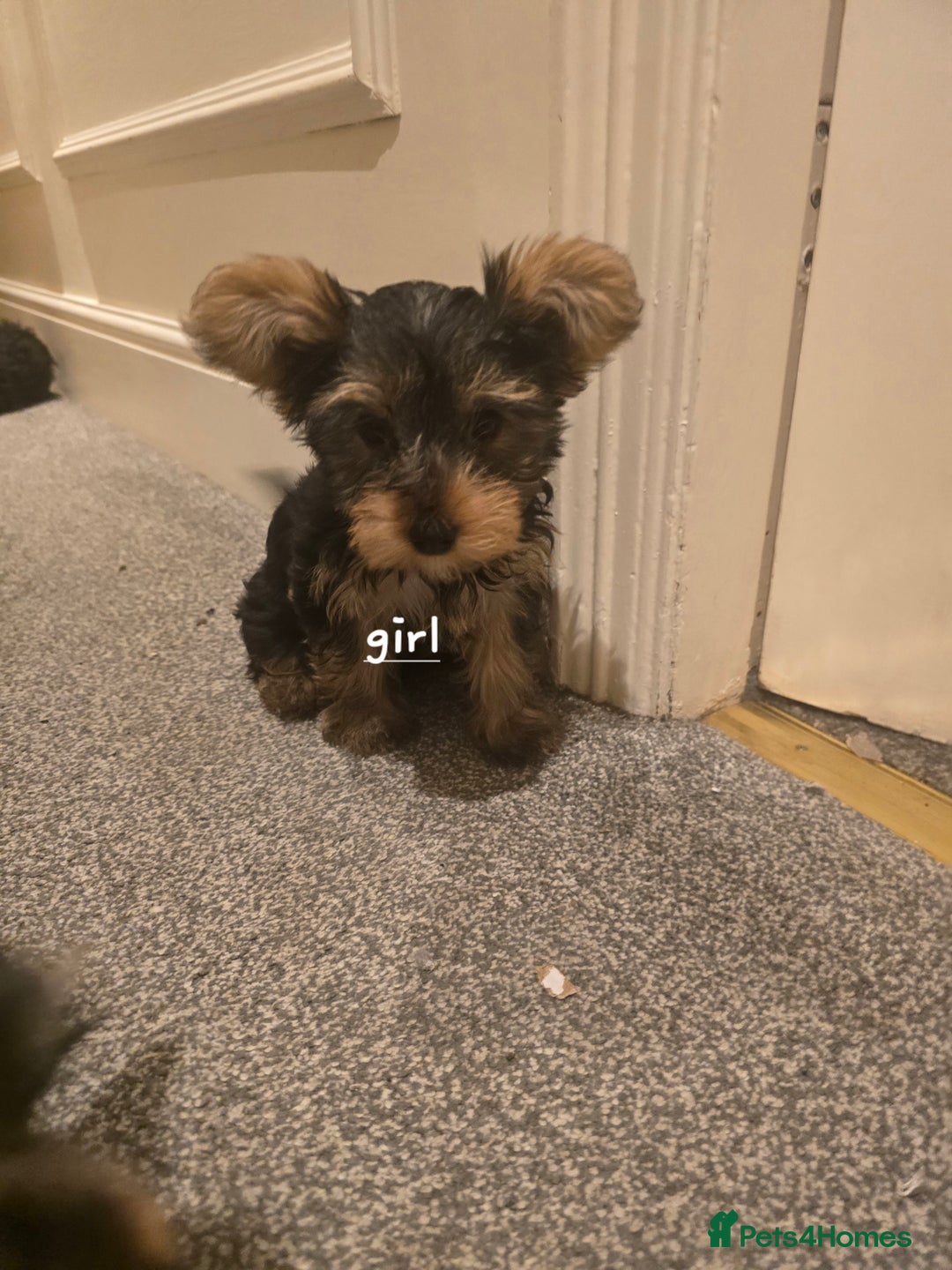 Yorkshire Terrier dogs for sale: Small puppies  - Image 4