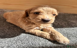 Cockapoo dogs for sale:  🐾F1 Cockapoo Puppies🐾READY NOW🐾 - Image 15