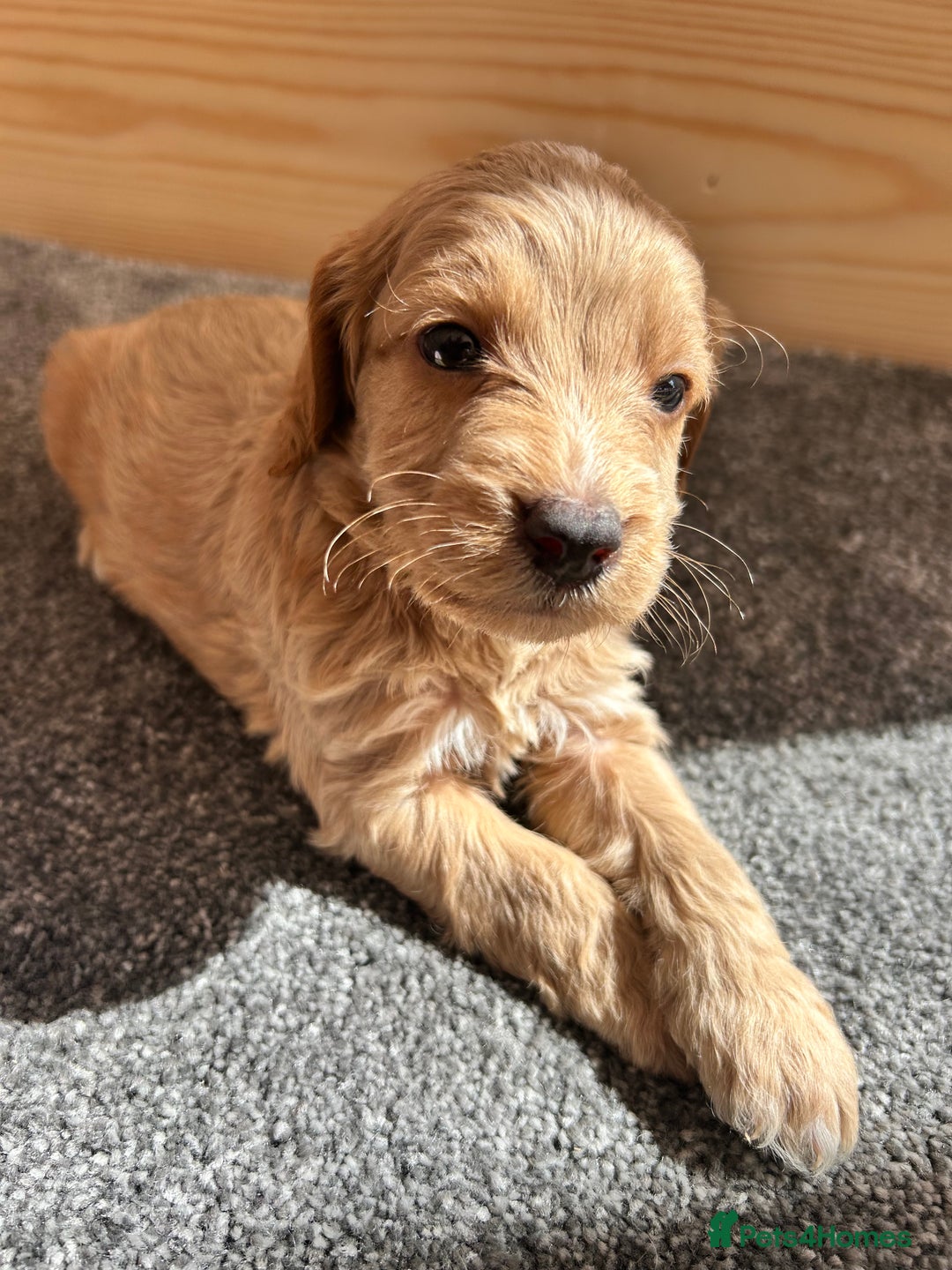 Cockapoo dogs for sale:  🐾F1 Cockapoo Puppies🐾READY NOW🐾 - Image 15