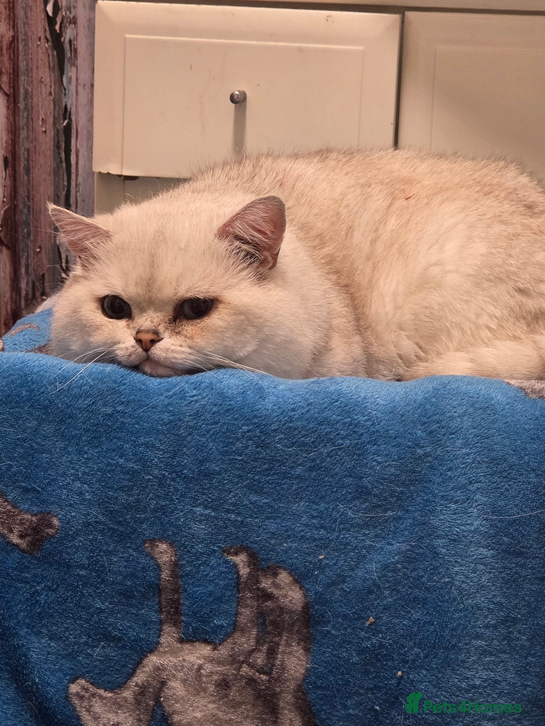 British Shorthair cats for sale: Amazing kittens ready to go 😻🥰😻 - Image 5
