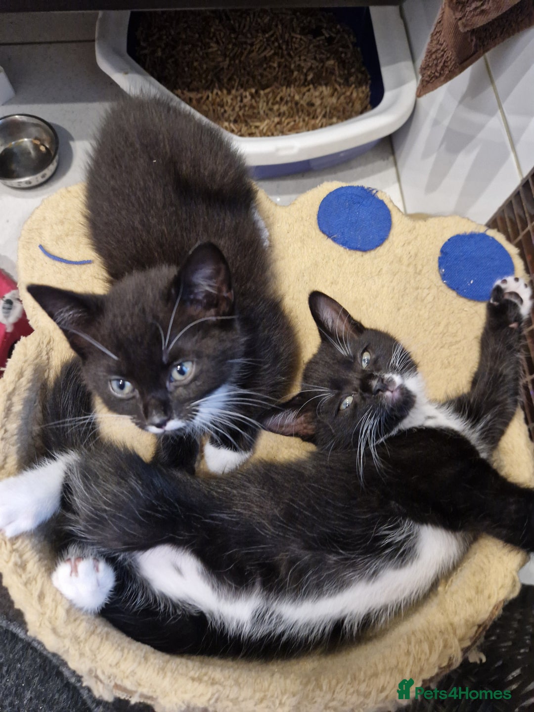 Mixed Breed cats for sale: Kittens😺 - Image 20