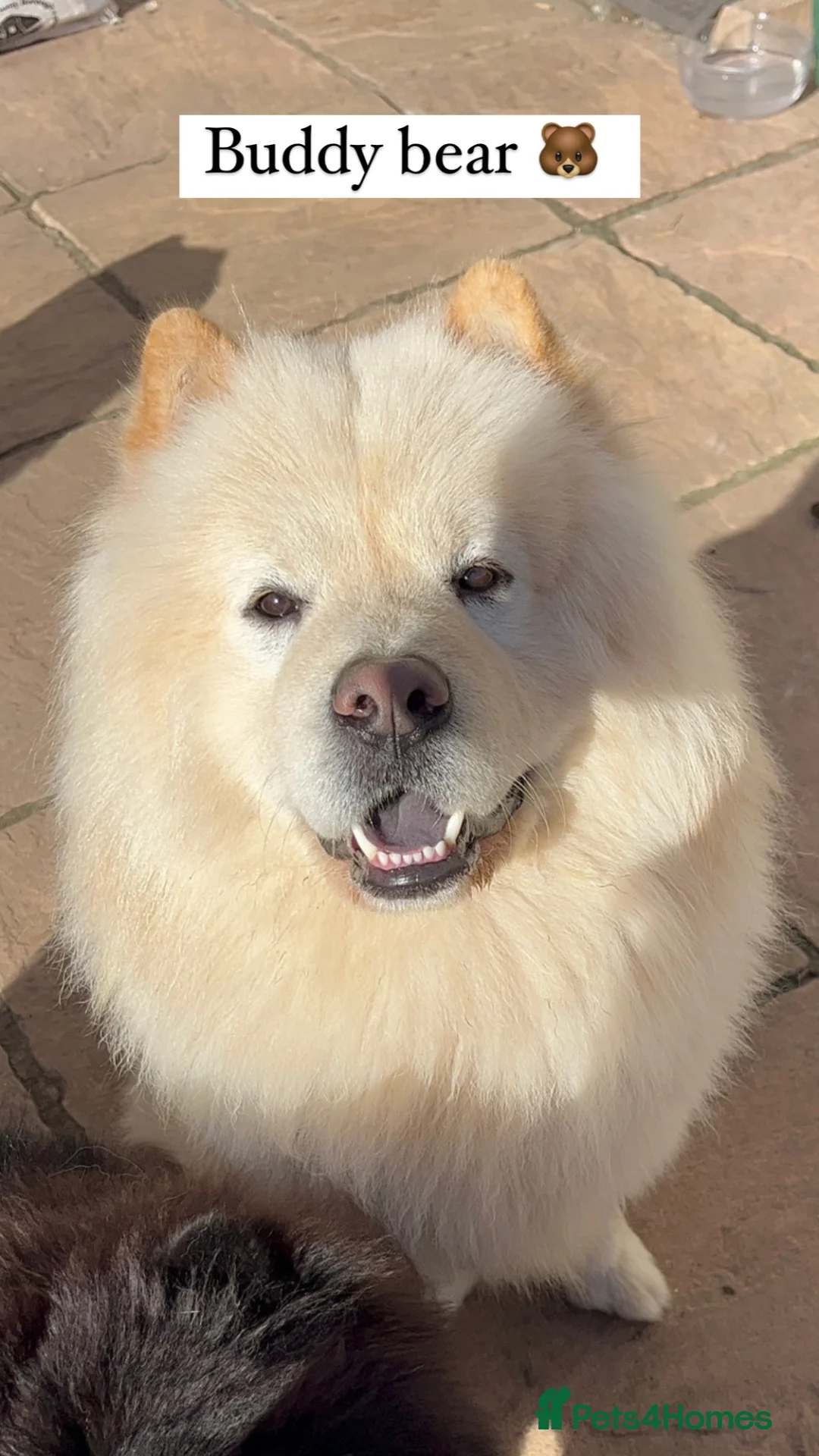Chow Chow dogs for stud: 🦁 STUD DOG AVAILABLE — Proven Cream Chow Chow - Advert 1