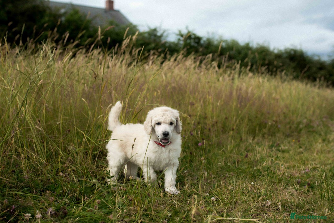 Standard Poodle dogs for sale: It has to be ALL WHITE Standard Poodle Puppies - Image 28