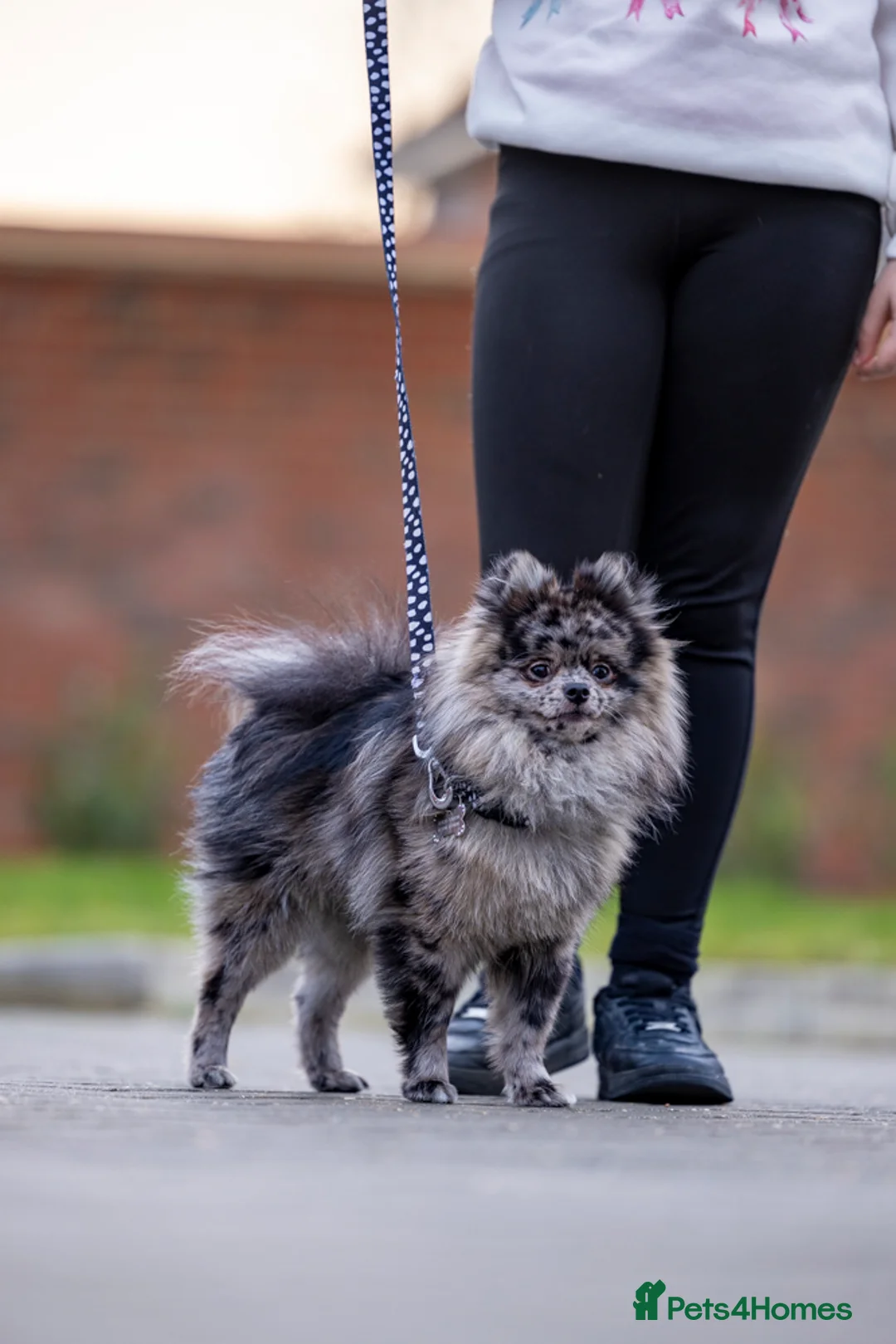 Pomeranian dogs for stud: Merle Pomeranian stud  in Enfield - Advert 5