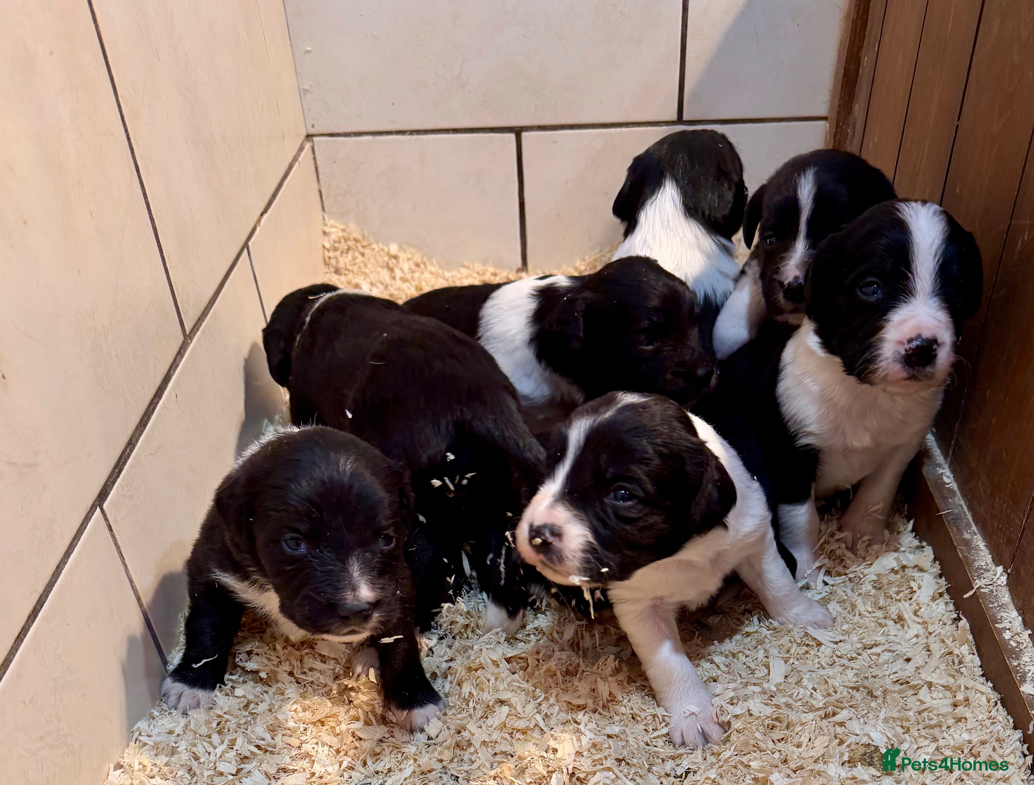 Sprollie dogs Sprollie puppies from experienced breeder - Advert 1