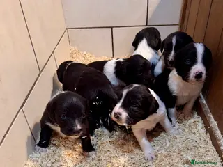 Sprollie dogs Sprollie puppies from experienced breeder - Advert 1