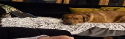 Labrador Retriever dogs for stud: Lovely Fox Red Lab for stud 🧡 - Advert 4