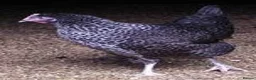 Chickens poultry for sale: Variety of hybrid chickens for sale - Advert 4