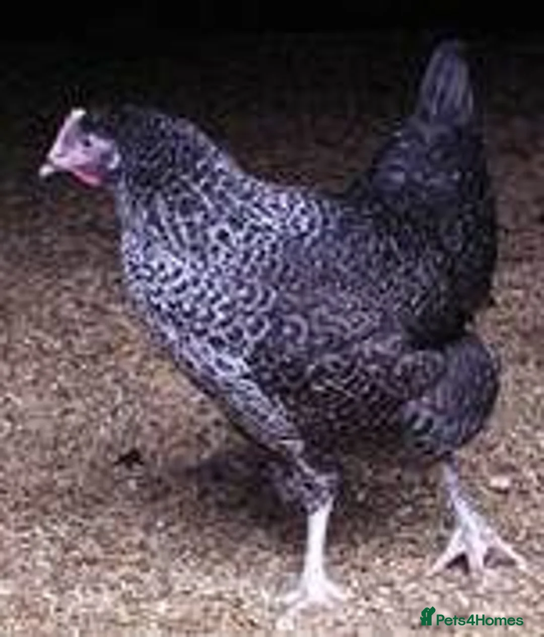 Chickens poultry for sale: Variety of hybrid chickens for sale - Advert 4
