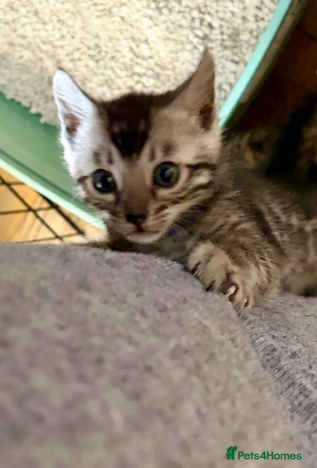 Bengal cats for sale: UPDATE 3 Gorgeous Bengal Kittens ready to reserve - Advert 39