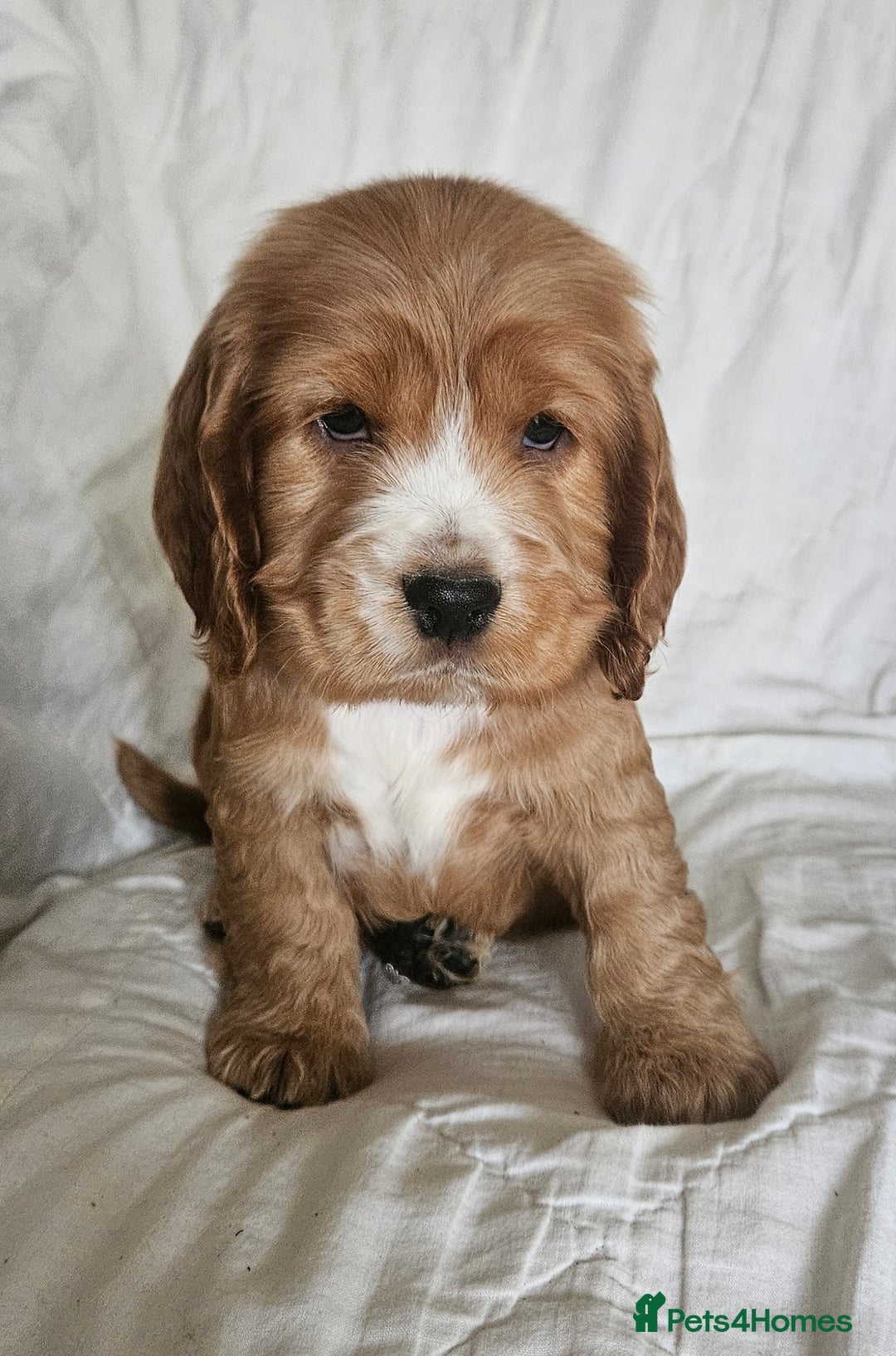 Cocker Spaniel dogs for sale: Cocker Spaniel Puppies Show Type - Image 5