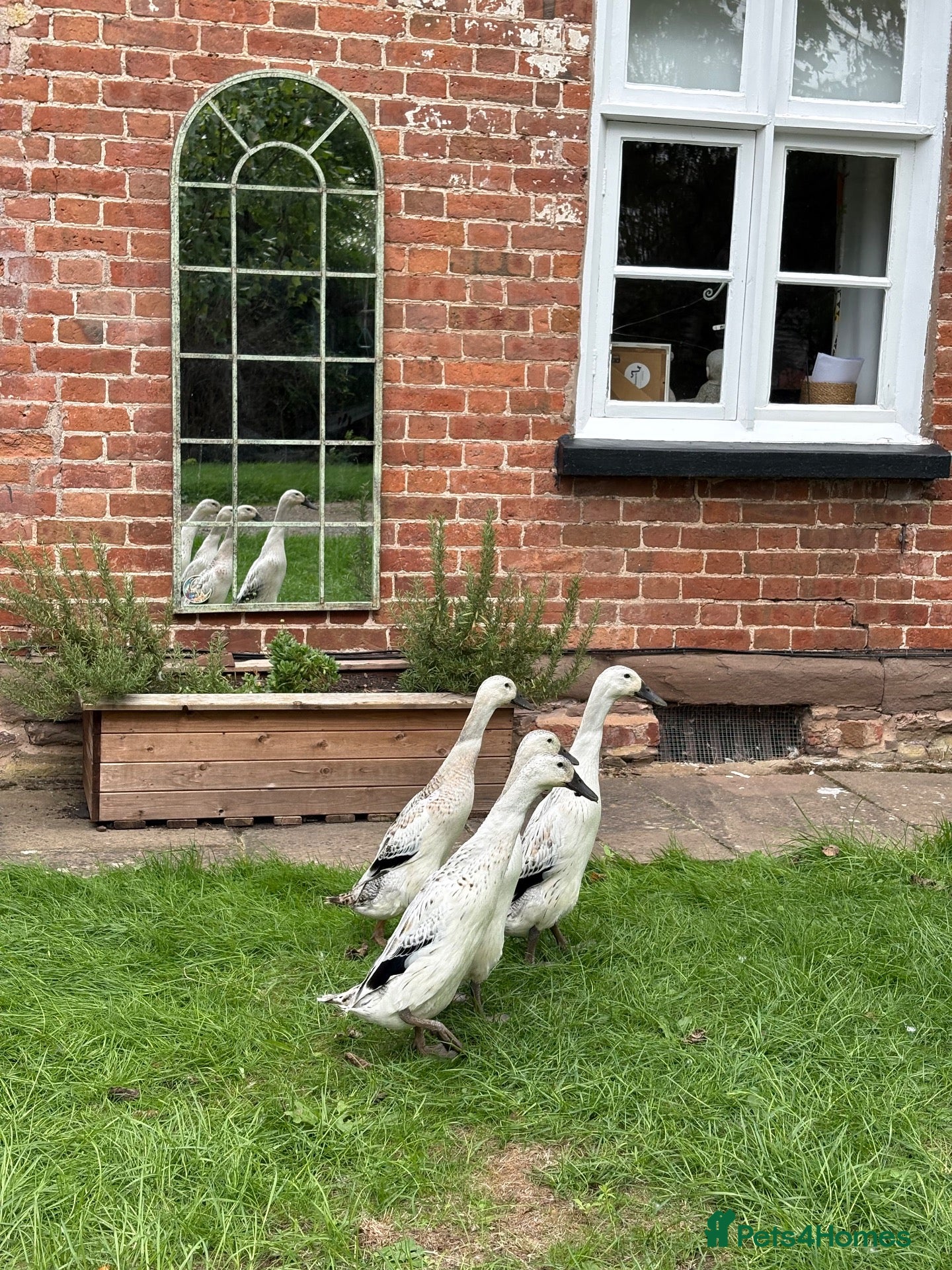Ducks poultry 4 Female Indian Runner Ducks – Mum & 3 Daughters - Advert 1