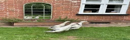Ducks poultry for sale: 4 Female Indian Runner Ducks – Mum & 3 Daughters - Advert 1