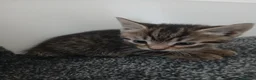 Mixed Breed cats for sale: 4 tabby kittens looking for their forever homes! - Advert 3