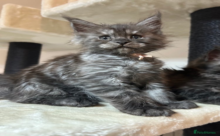 Maine Coon cats - Advert 10