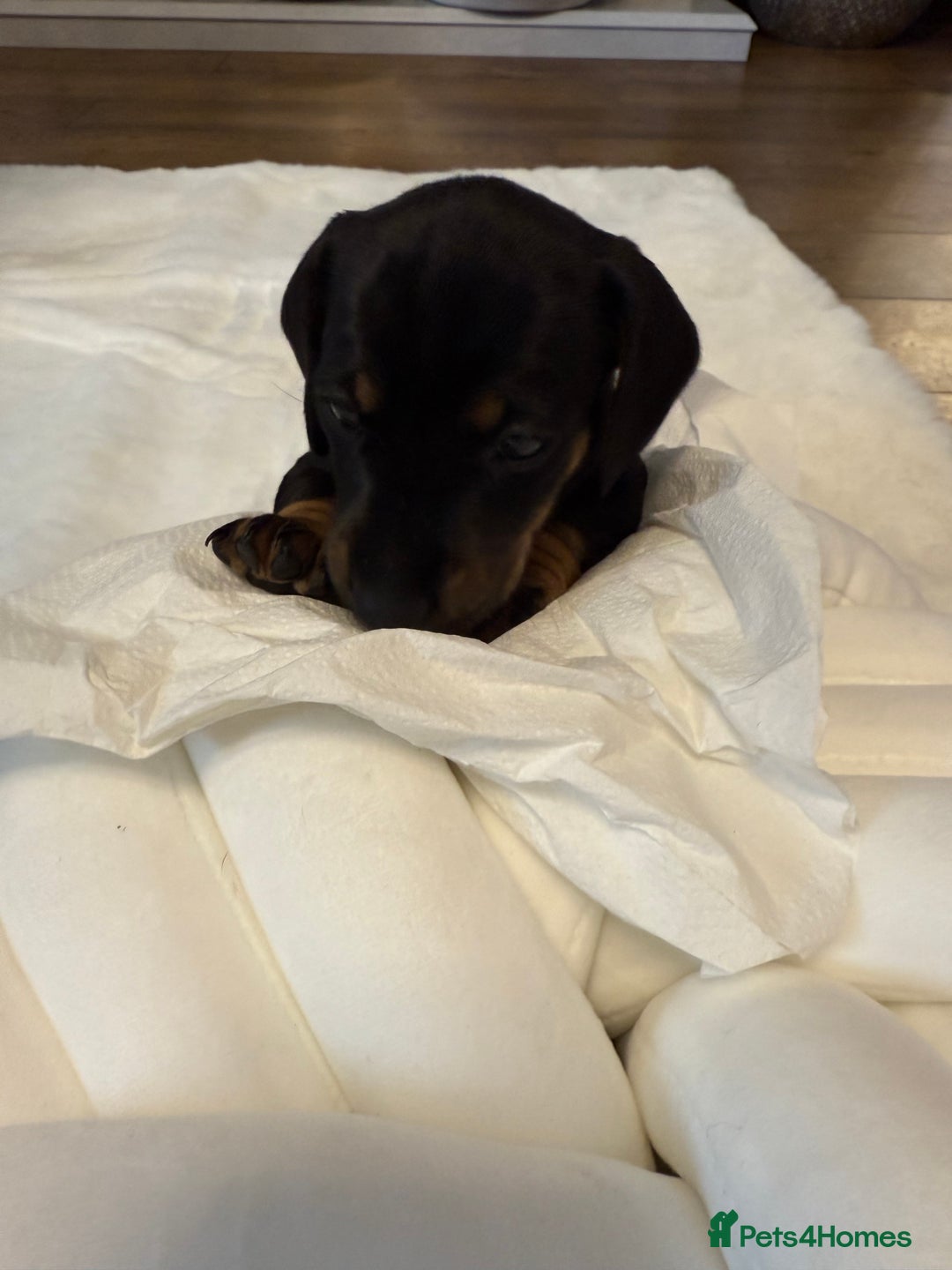 Dachshund dogs for sale: Dachshunds for sale   - Image 36