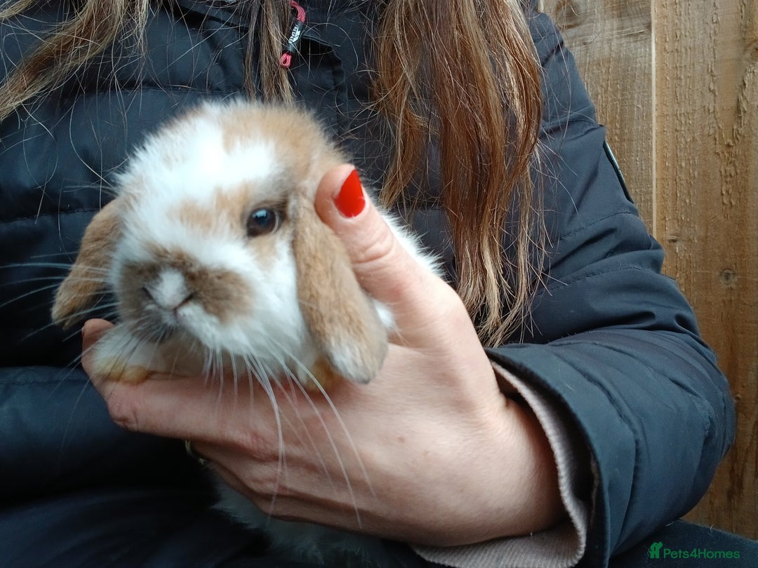 Mini Lop rabbits for sale: ALL REHOMED - Advert 5